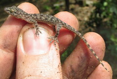 Hemidactylus kushmorensis