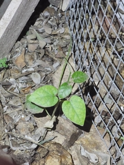Matelea reticulata