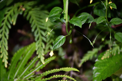Lysimachia capillipes