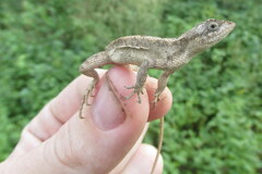 Sitana
