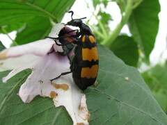 Hycleus biundulatus