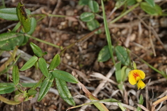 Zornia dyctiocarpa