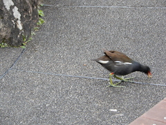 Gallinula chloropus chloropus