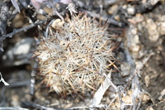 Escobaria alversonii