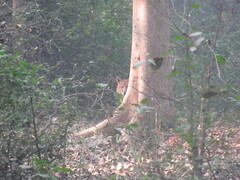 Canis aureus indicus