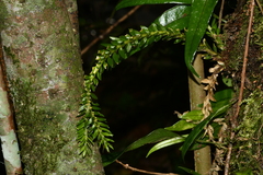 Phlegmariurus fordii