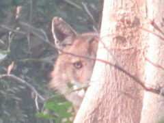 Canis aureus indicus