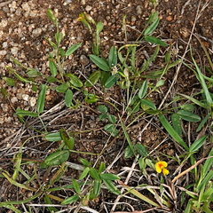 Zornia dyctiocarpa