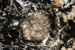 Escobaria alversonii