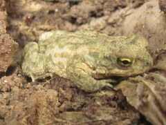 Duttaphrynus stomaticus