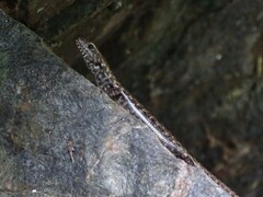 Concinnia tenuis