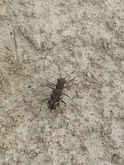 Neocicindela tuberculata