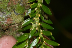 Phlegmariurus fordii