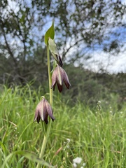 Fritillaria biflora
