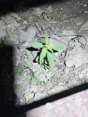 Parietaria pensylvanica