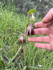 Fritillaria biflora