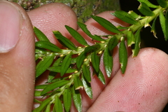 Phlegmariurus fordii