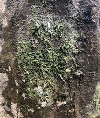 Bacidia schweinitzii