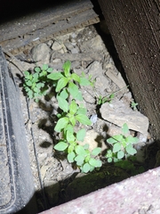 Parietaria pensylvanica