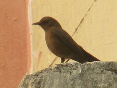 Oenanthe fusca