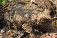 Duttaphrynus stomaticus