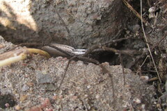 Euprosthenops