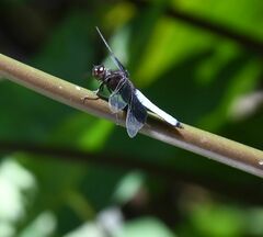 Thermorthemis madagascariensis