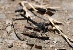 Brachythemis leucosticta