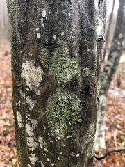 Bacidia schweinitzii