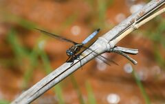Orthetrum azureum