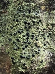 Bacidia schweinitzii