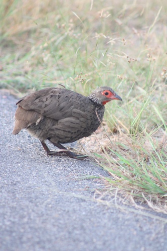 Pternistis swainsonii