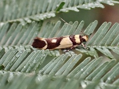 Macrobathra chrysotoxa