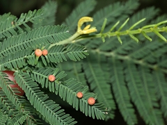 Austroacacidiplosis botrycephalae