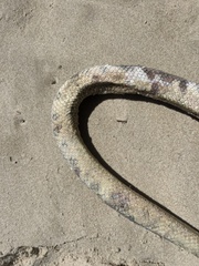 Hydrophis elegans