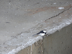 Motacilla alba