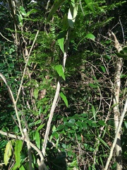 Parsonsia heterophylla