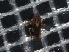 Stenocotis depressa