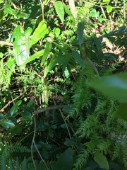 Parsonsia heterophylla