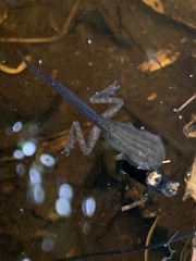 Polypedates leucomystax