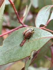 Paropsisterna decolorata