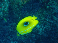 Chaetodon bennetti