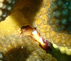 Tetralia rubridactyla