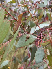 Paropsisterna decolorata