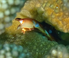 Tetralia rubridactyla