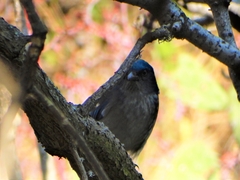 Aphelocoma woodhouseii