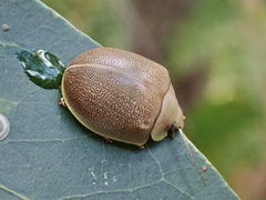 Paropsisterna crocata