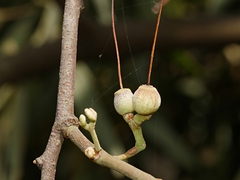 Amyema quandang