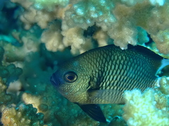 Dascyllus reticulatus
