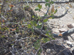 Pseudoziziphus parryi